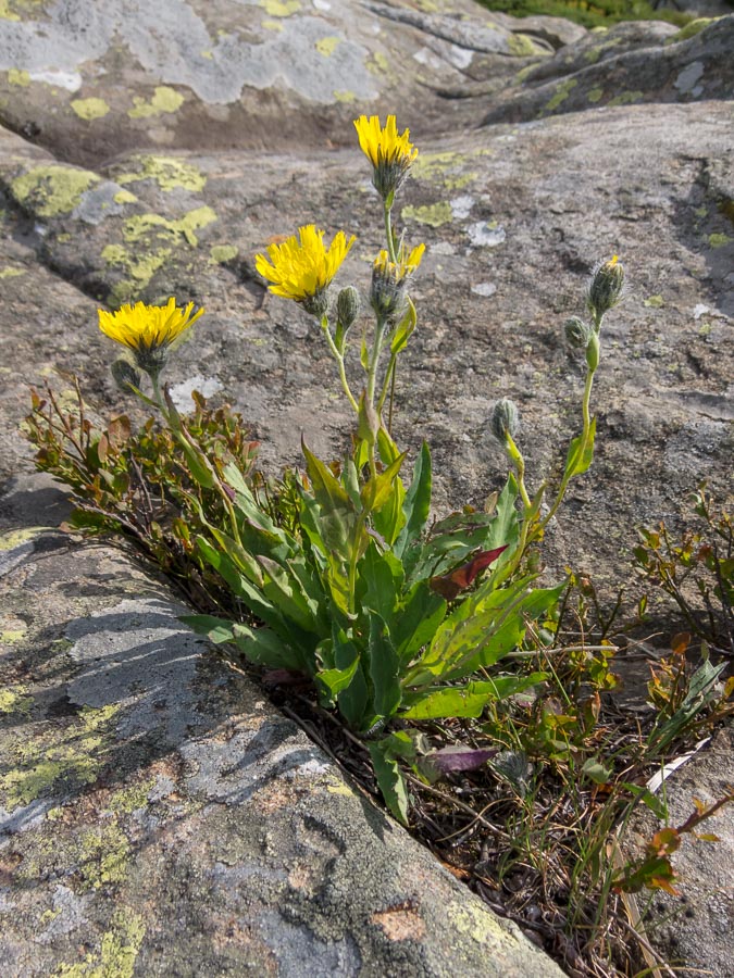 Asteracea in crinale - Hieracium sp.